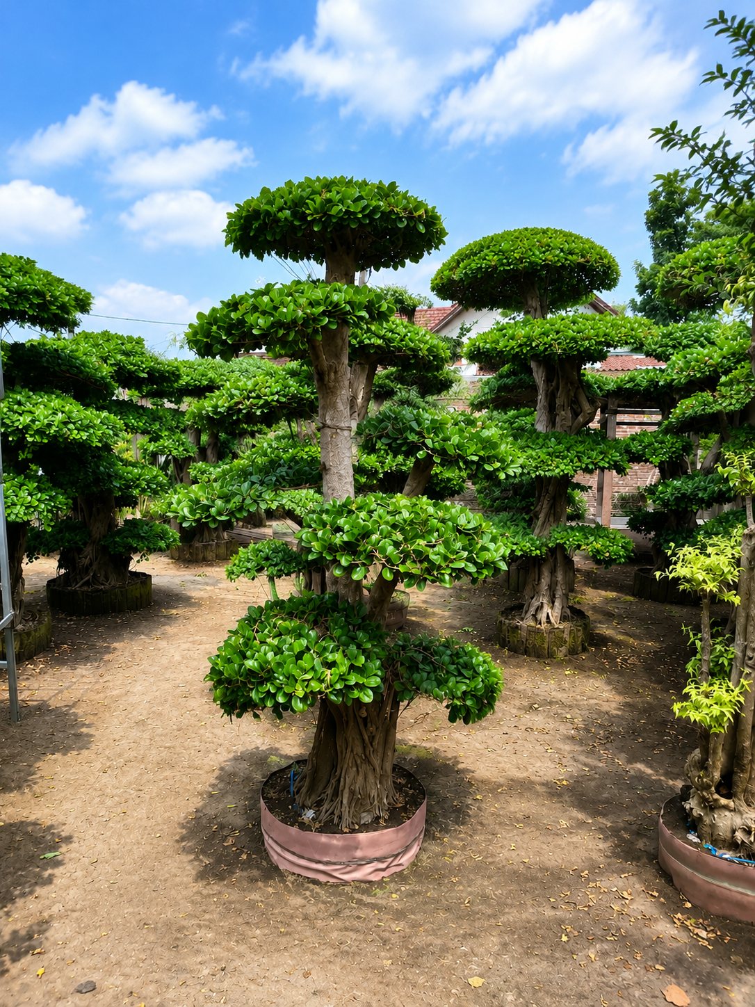 Bonsai unggulan koleksi anggota PPBI